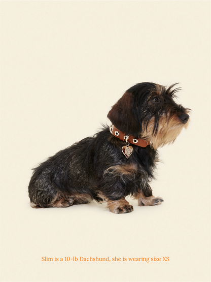 Hazel - Flower Power Collar