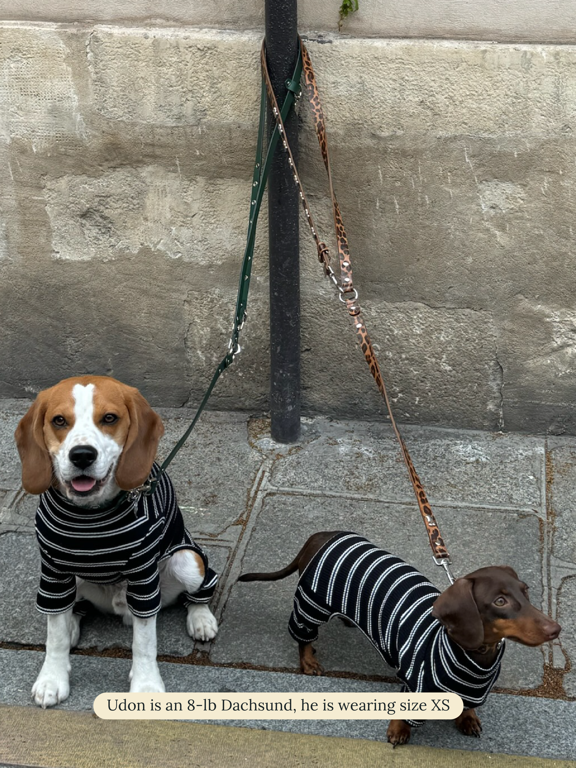 Little Beast Dog Onesie Café in Paris Onesie