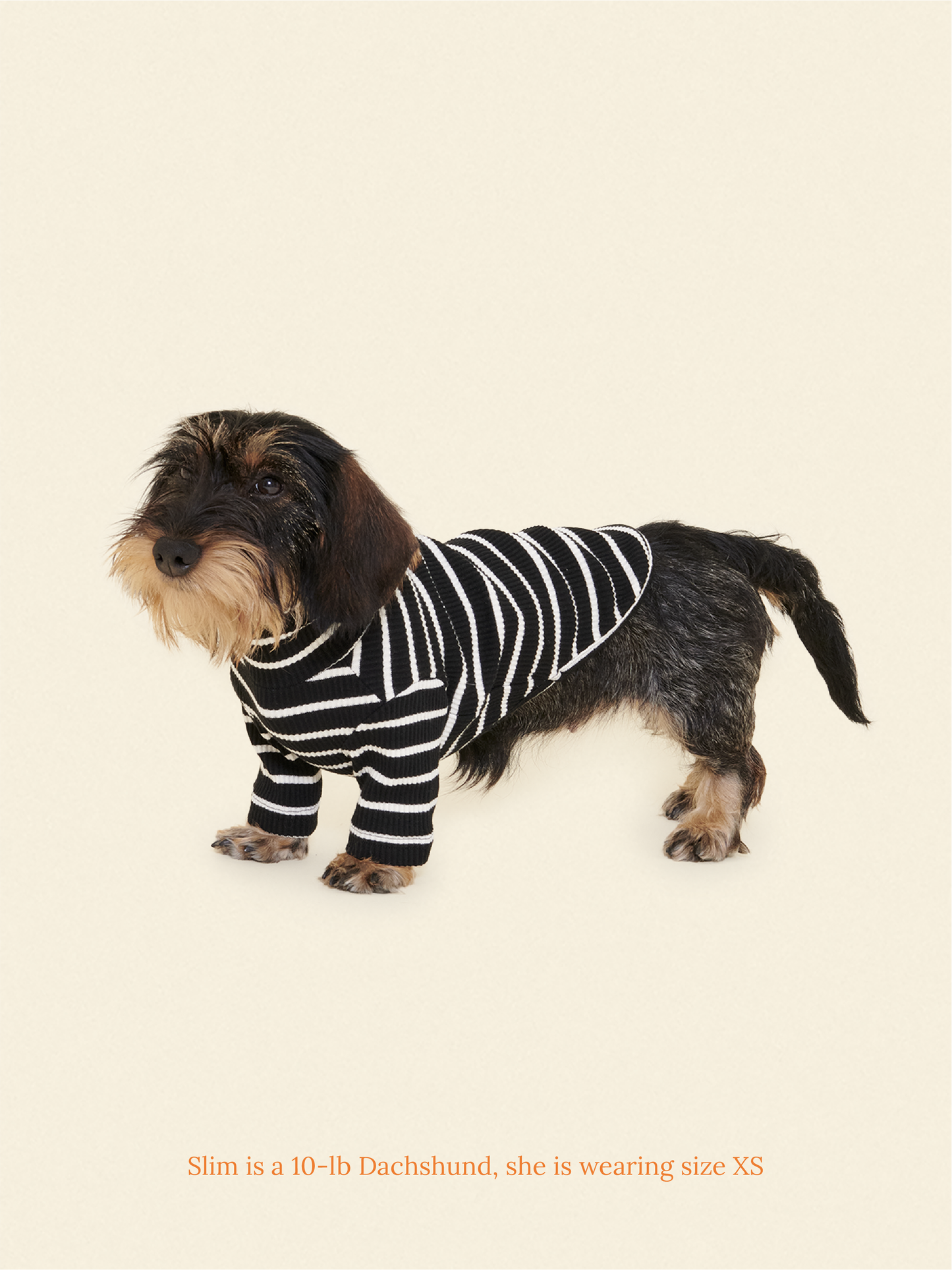 Little Beast Dog Shirt Café in Paris Sweatshirt