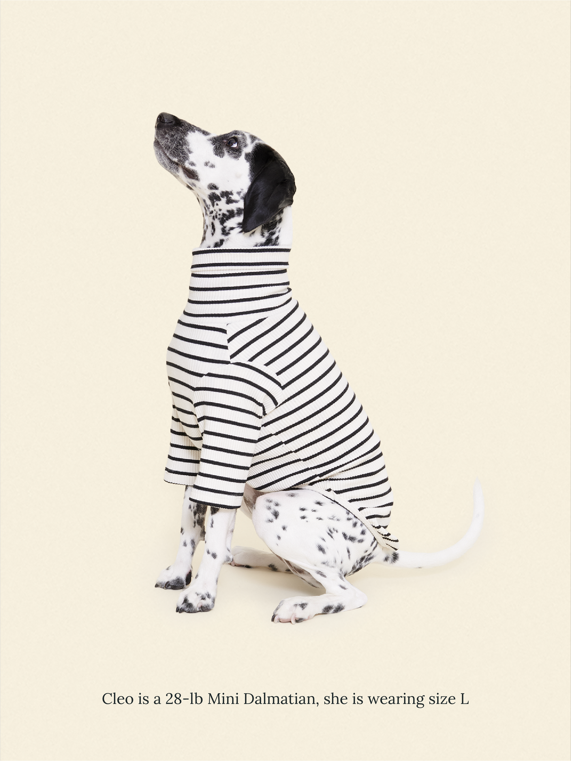 Little Beast Dog Shirt Café in Paris Sweatshirt