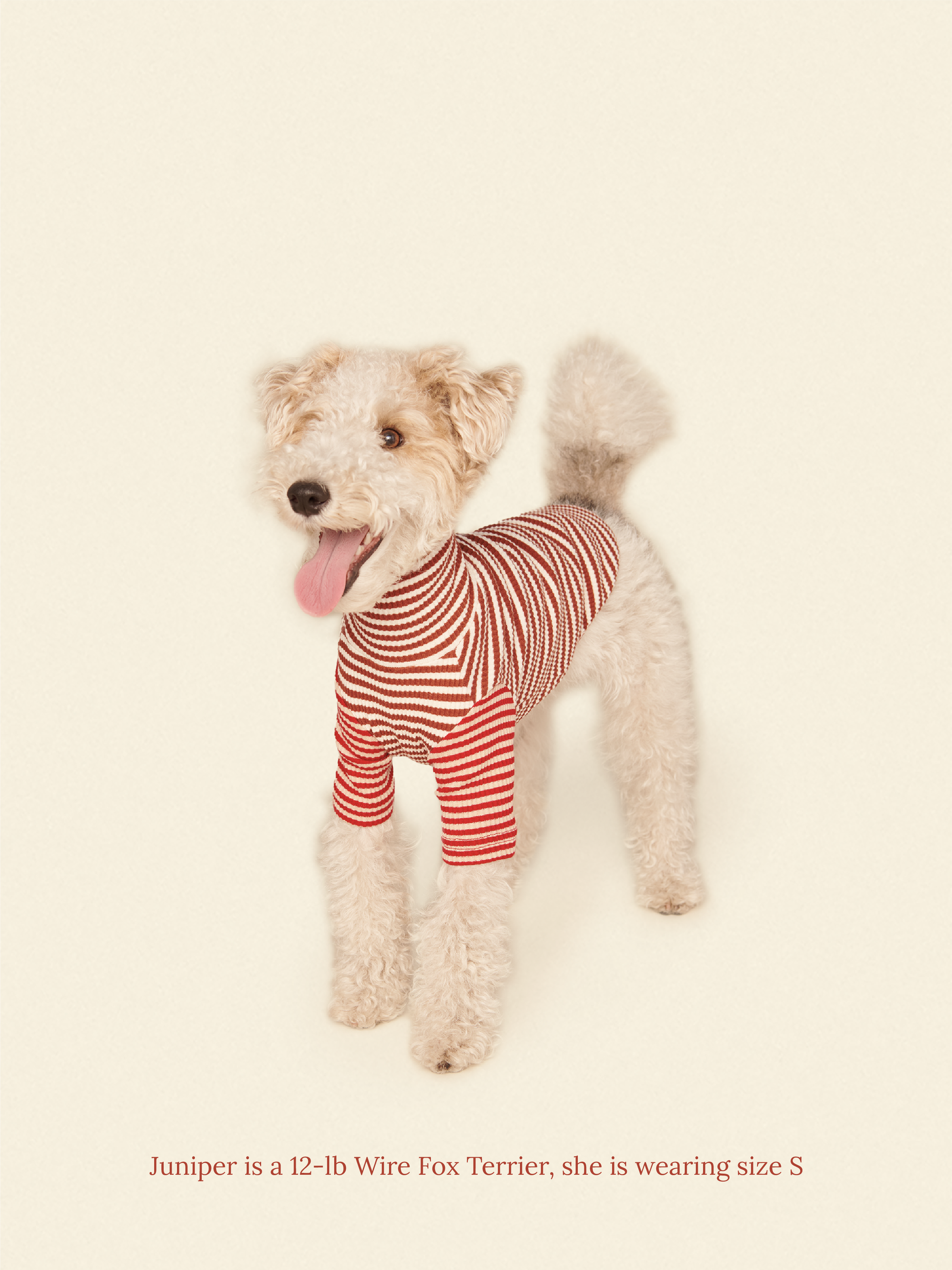 Little Beast Dog Onesie Cinnamon Bun Shirt