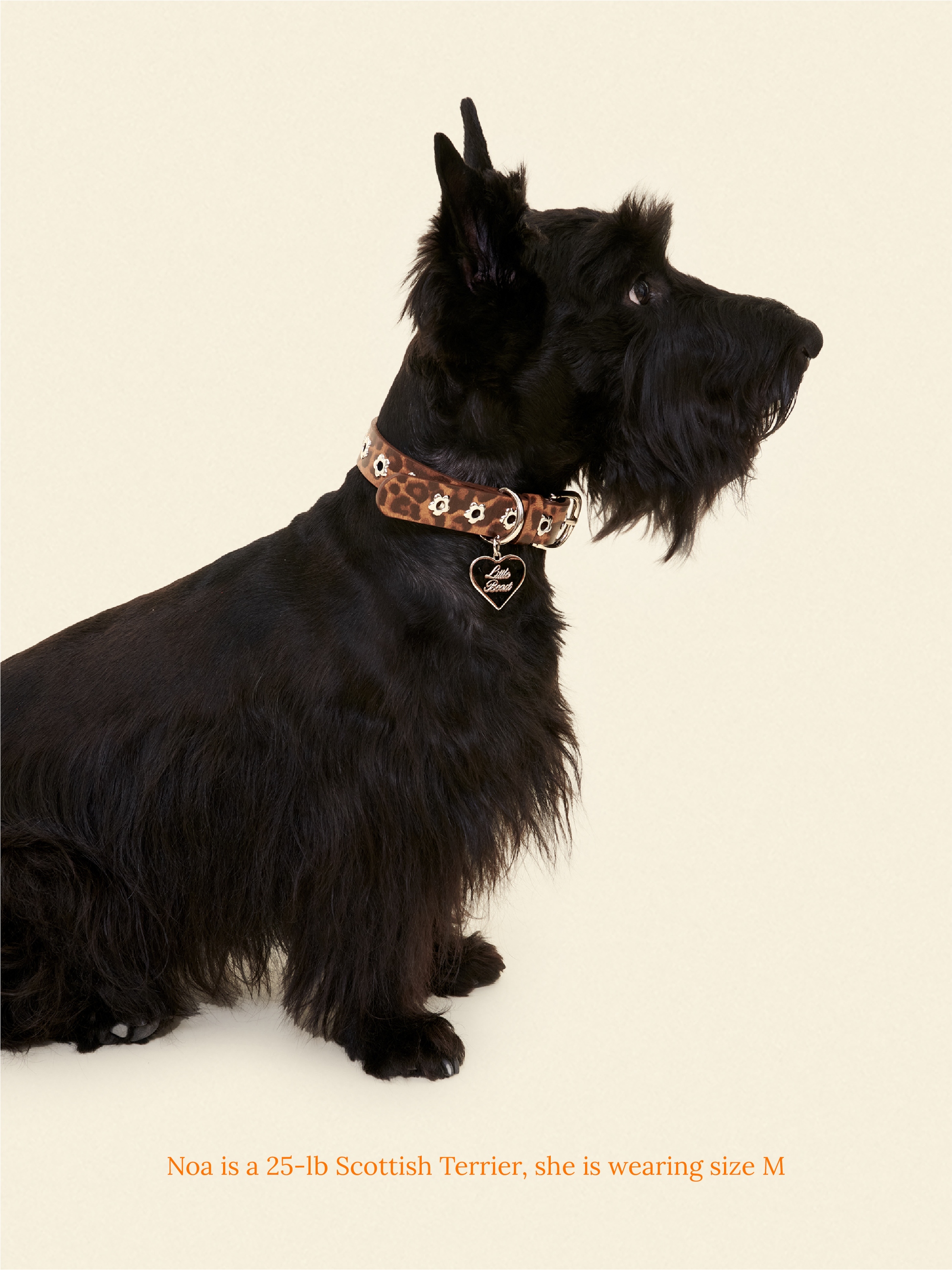 Little Beast Dog Collar Cougar - Flower Power Collar
