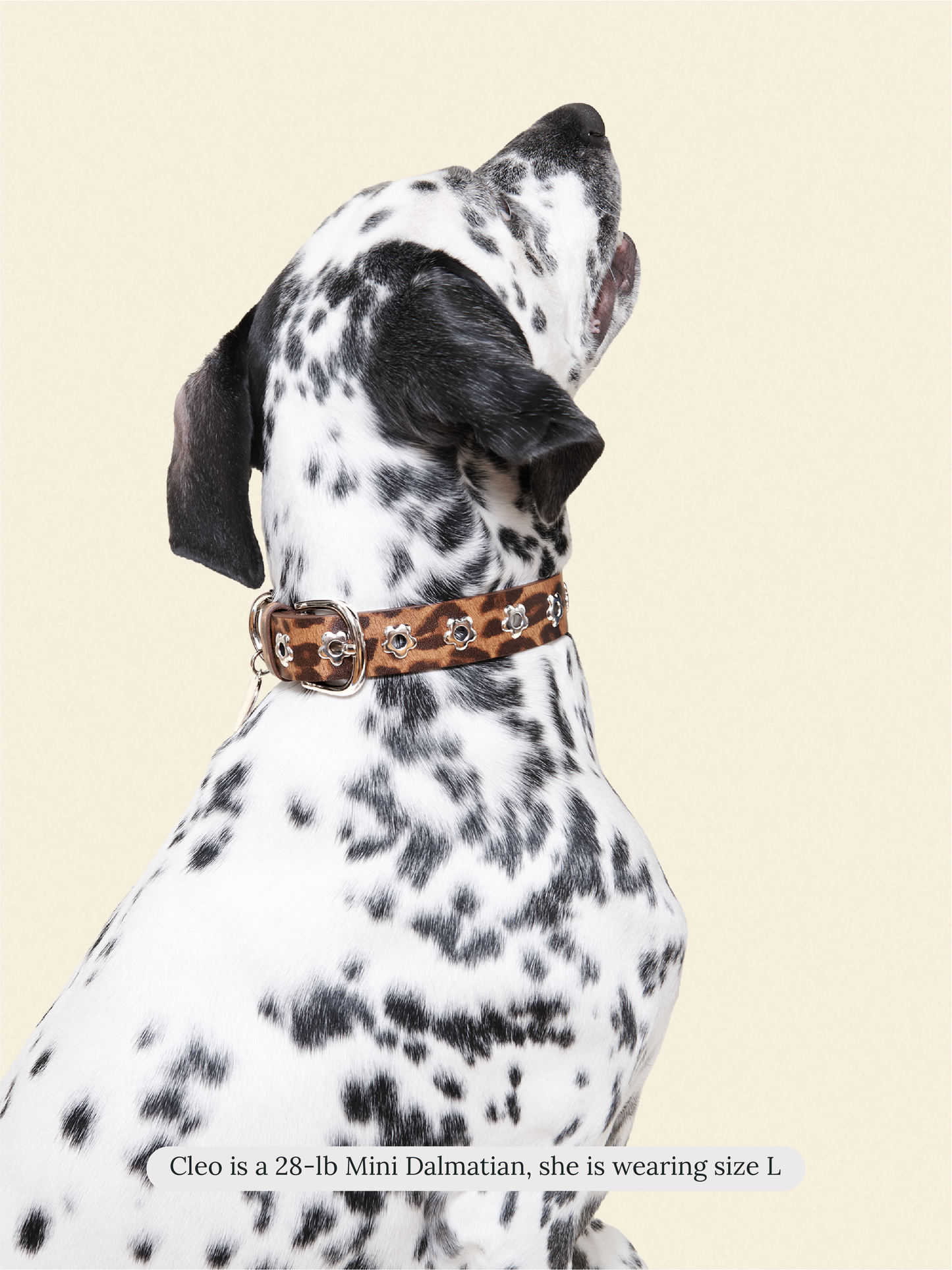 Little Beast Dog Collar Cougar - Flower Power Collar