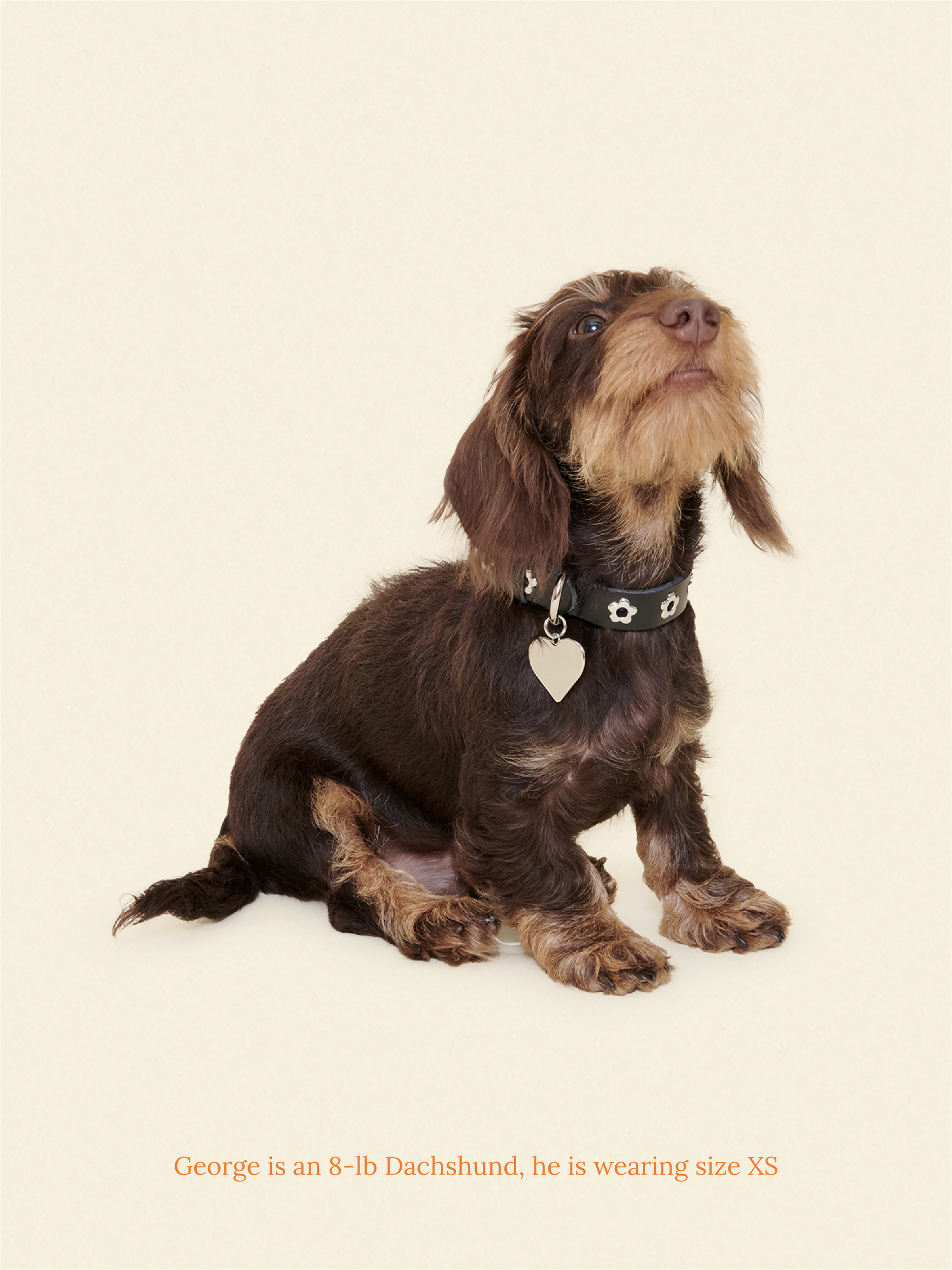 Little Beast Dog Collar Flower Power Collar - Midnight