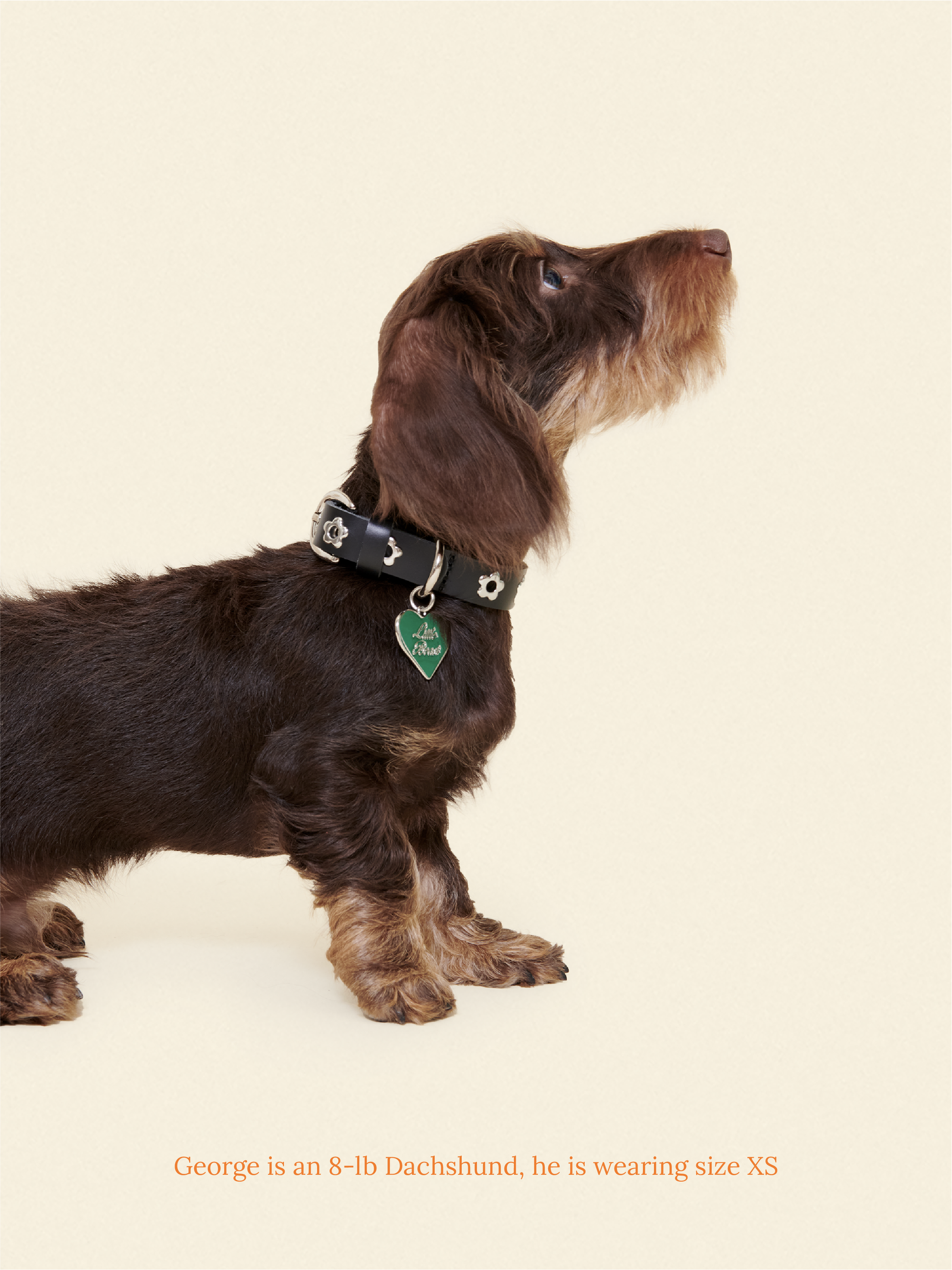 Little Beast Dog Collar Flower Power Collar - Midnight