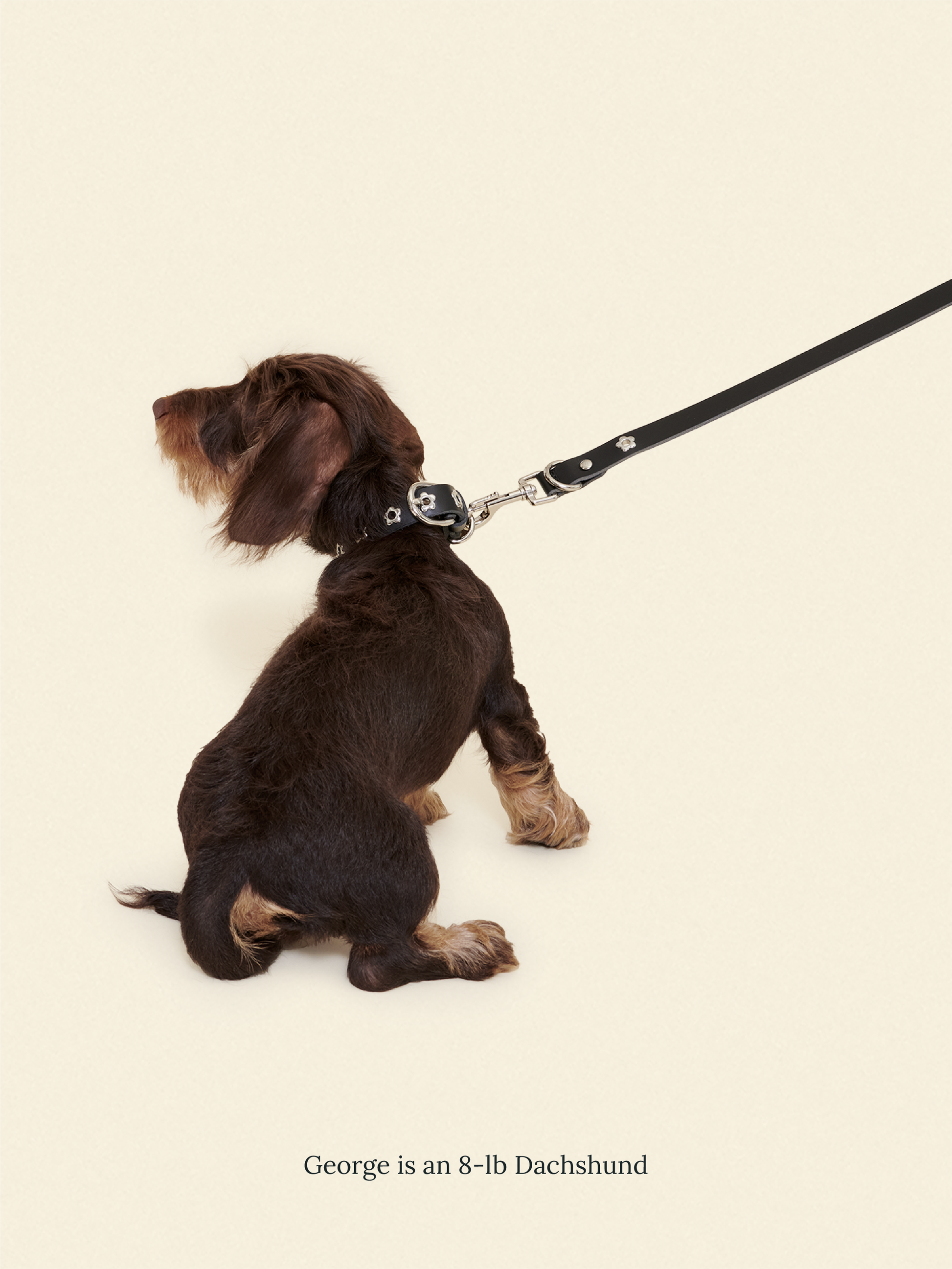 Little Beast Dog Leash ONESIZE Flower Power Leash - Midnight