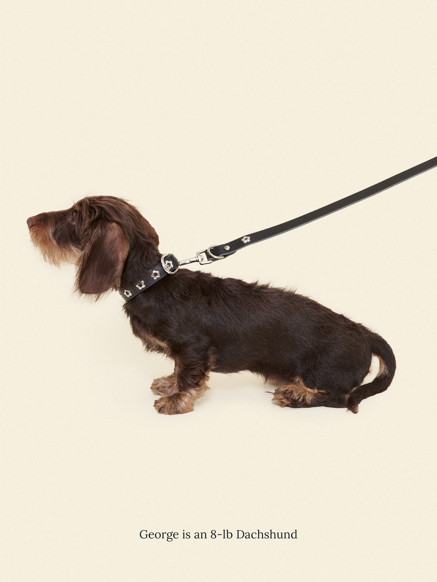 Little Beast Dog Leash ONESIZE Flower Power Leash - Midnight