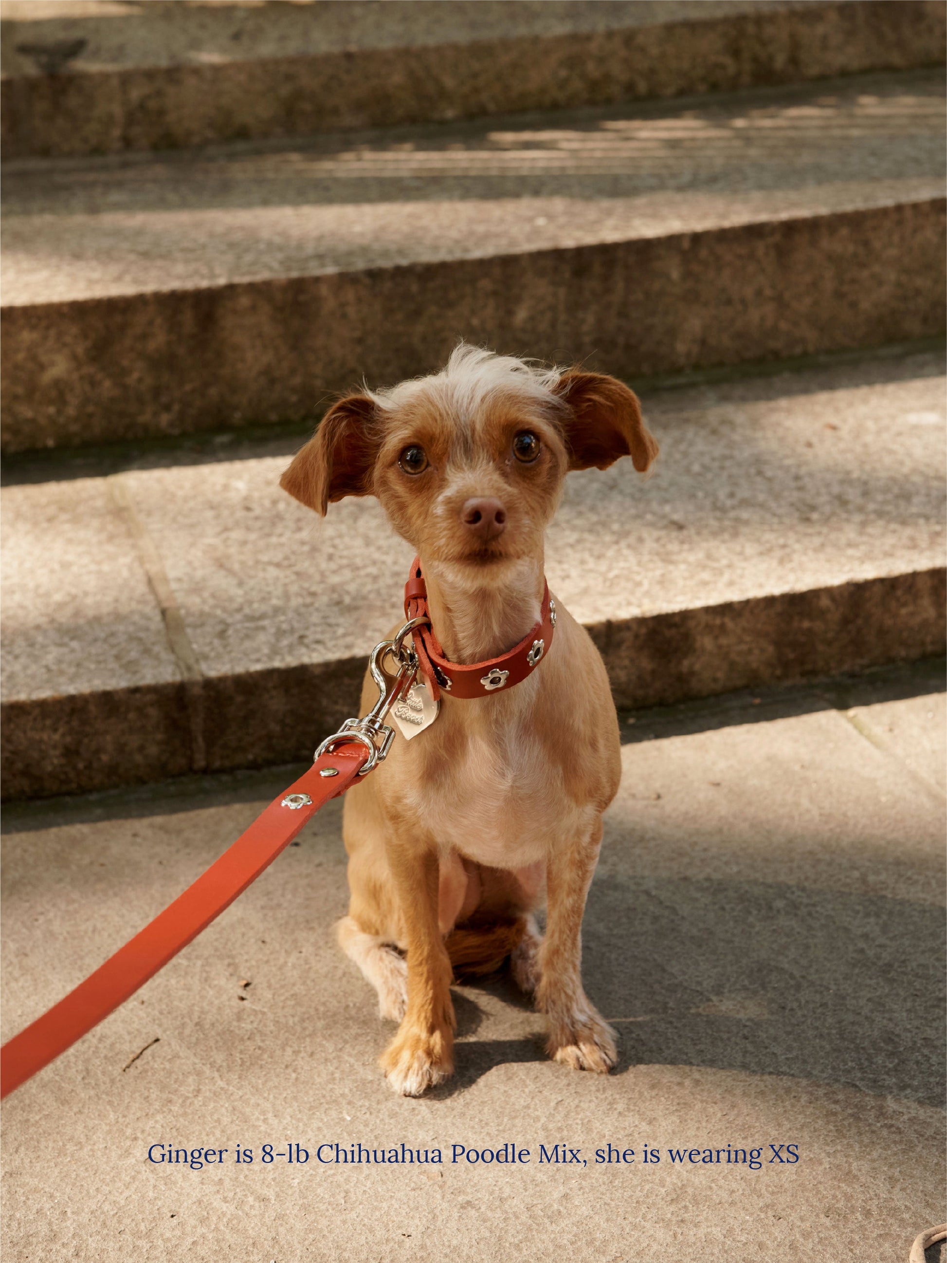 Little Beast Dog Collar Hazel - Flower Power Collar
