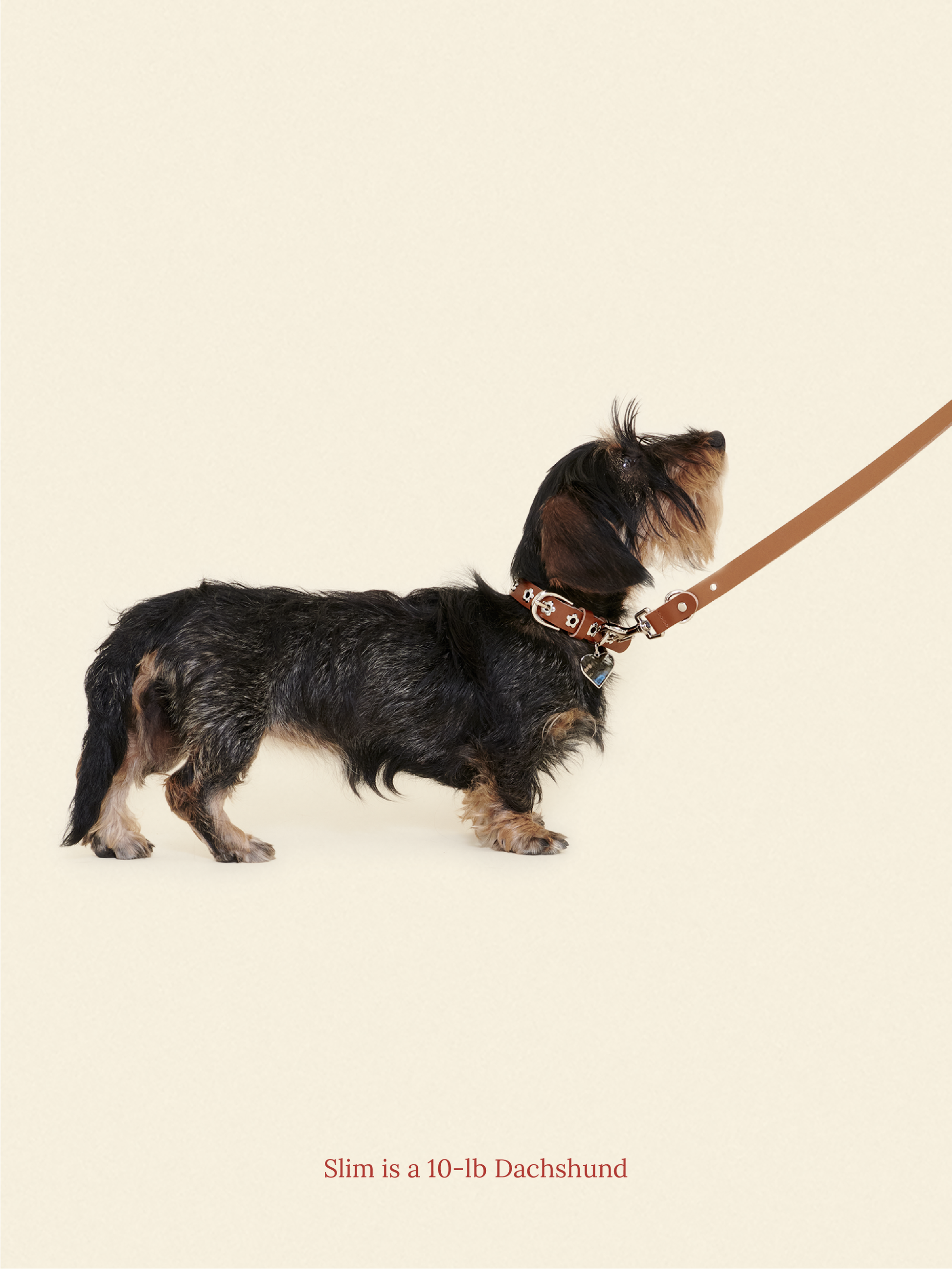 Little Beast Dog Leash ONESIZE Hazel - Flower Power Leash