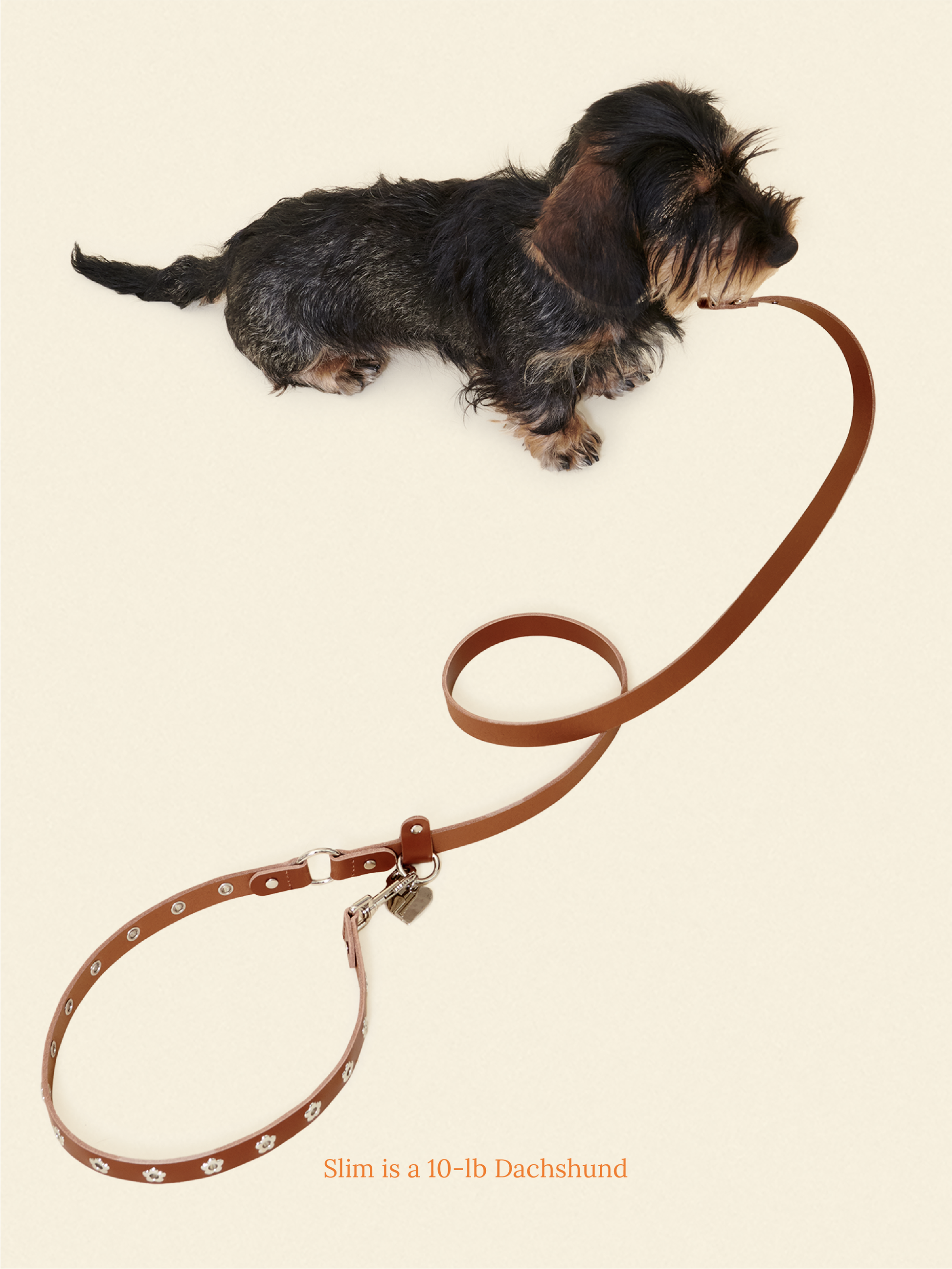 Little Beast Dog Leash ONESIZE Hazel - Flower Power Leash