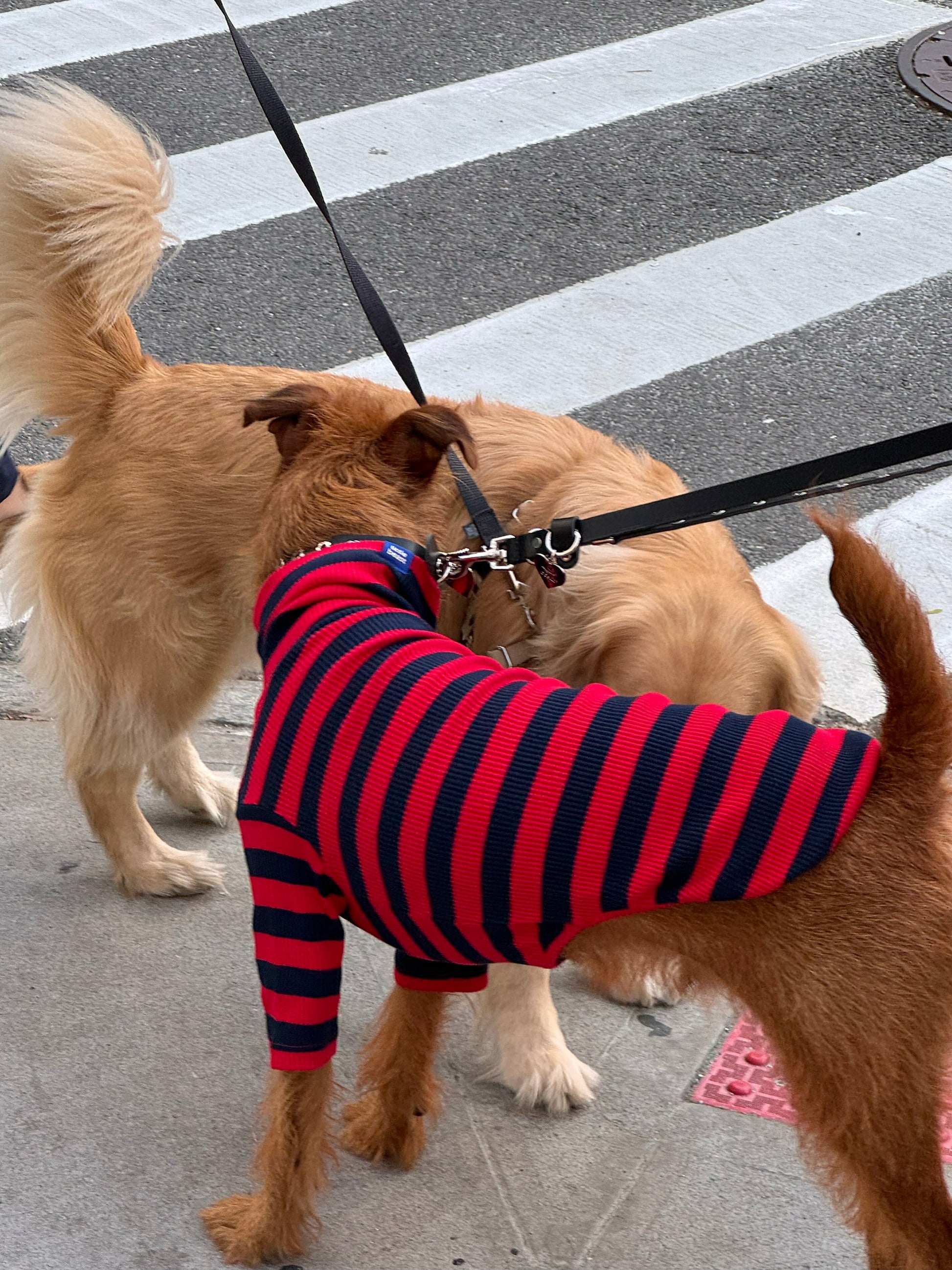 Little Beast Dog Shirt Ivy League Shirt