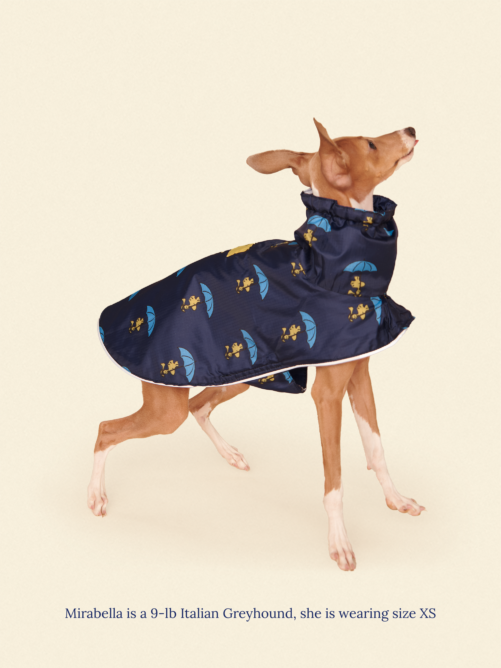 Little Beast Dog Raincoat Peanut Raincoat - Navy