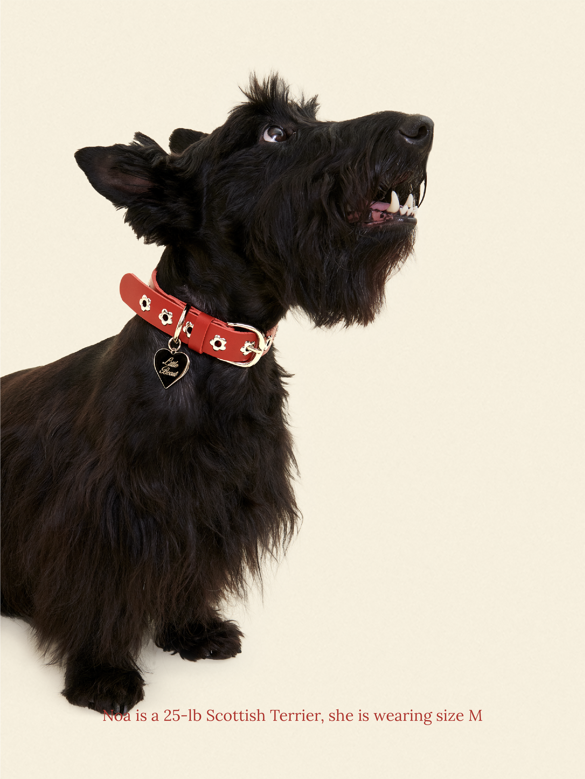 Little Beast Dog Collar Ruby - Flower Power Collar
