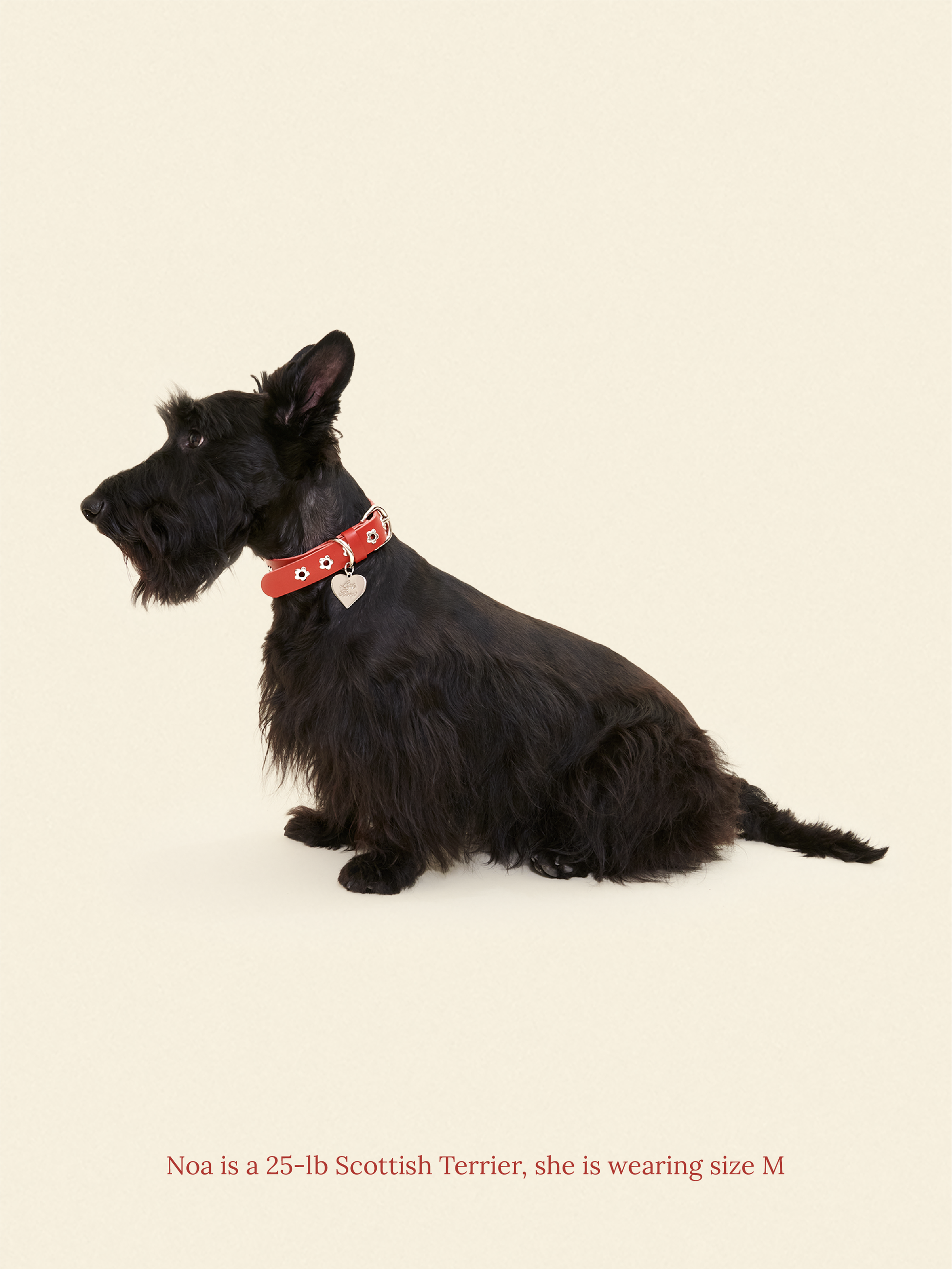 Little Beast Dog Collar Ruby - Flower Power Collar