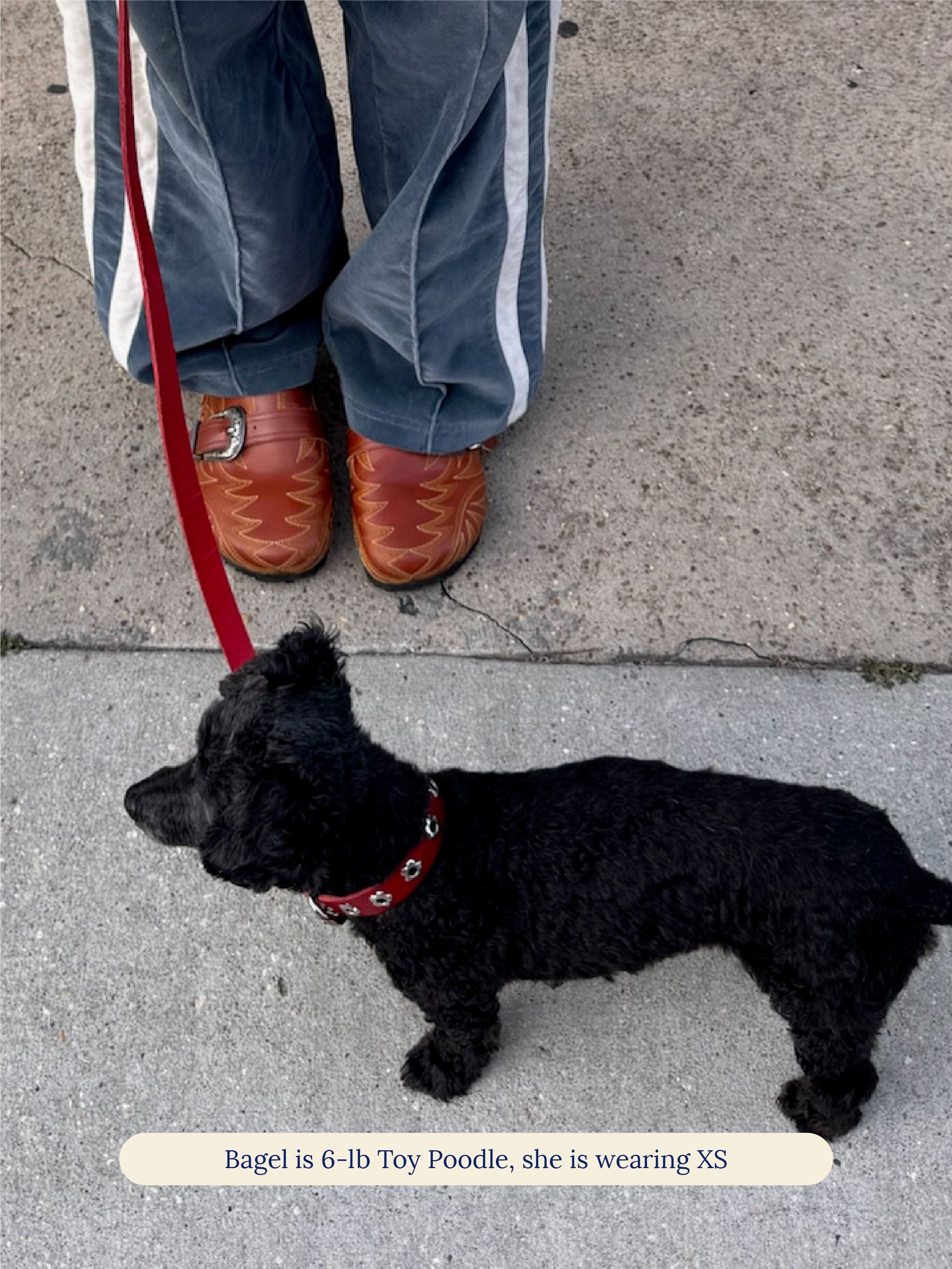 Little Beast Dog Collar Ruby - Flower Power Collar