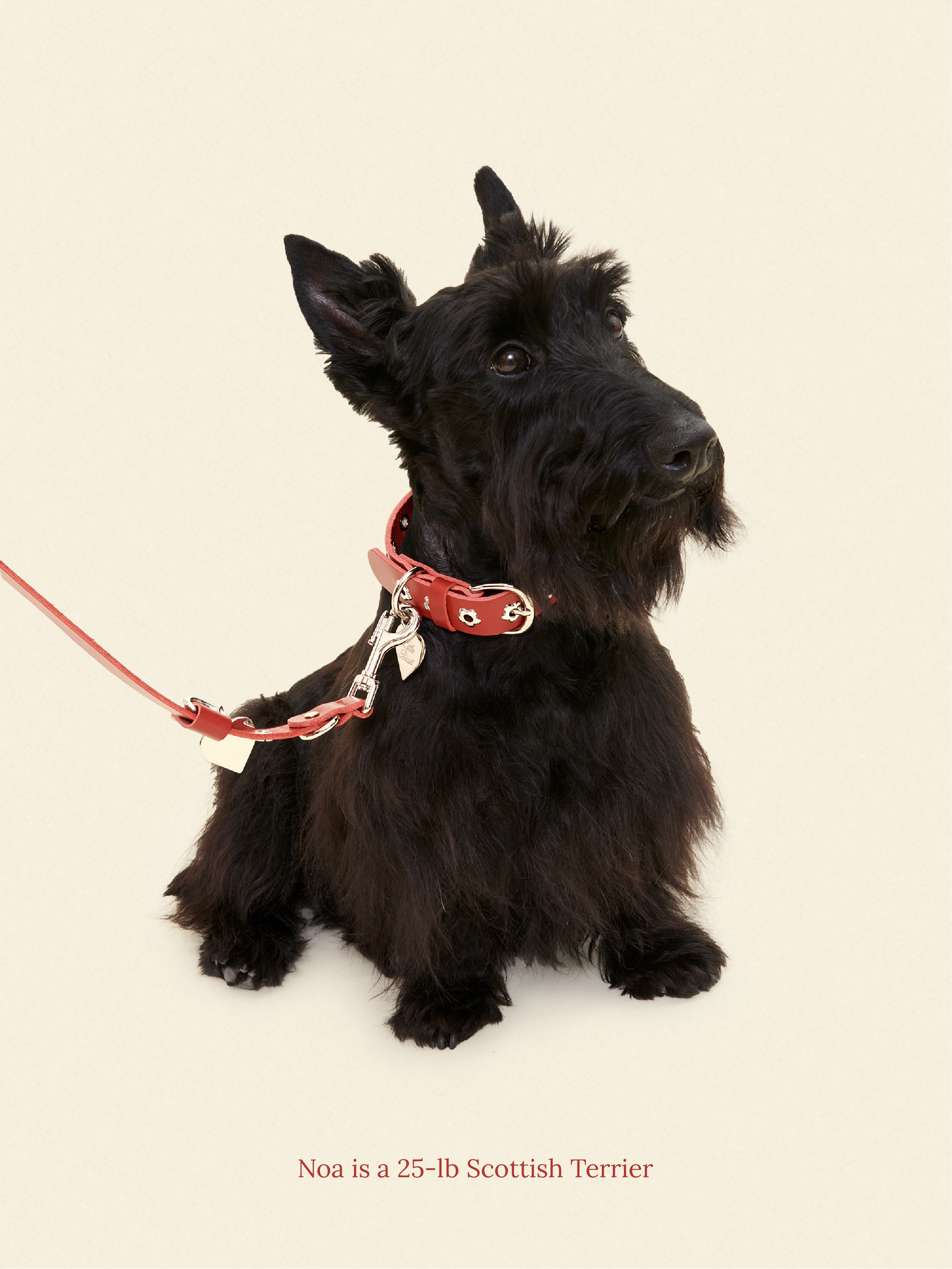 Little Beast Dog Leash ONESIZE Ruby - Flower Power Leash