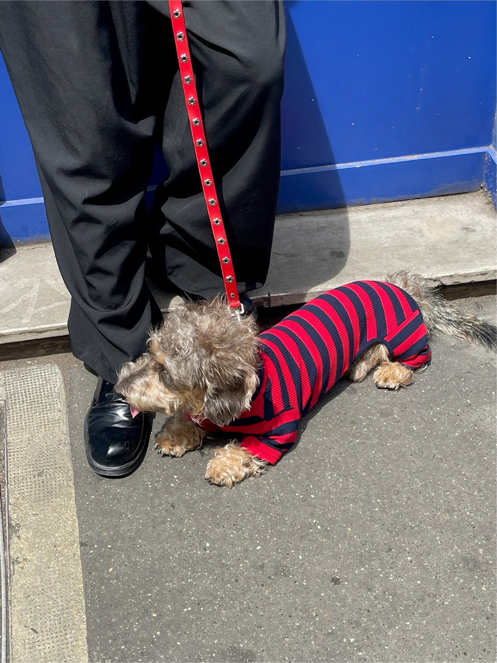Little Beast Dog Leash ONE SIZE Ruby - Flower Power Leash