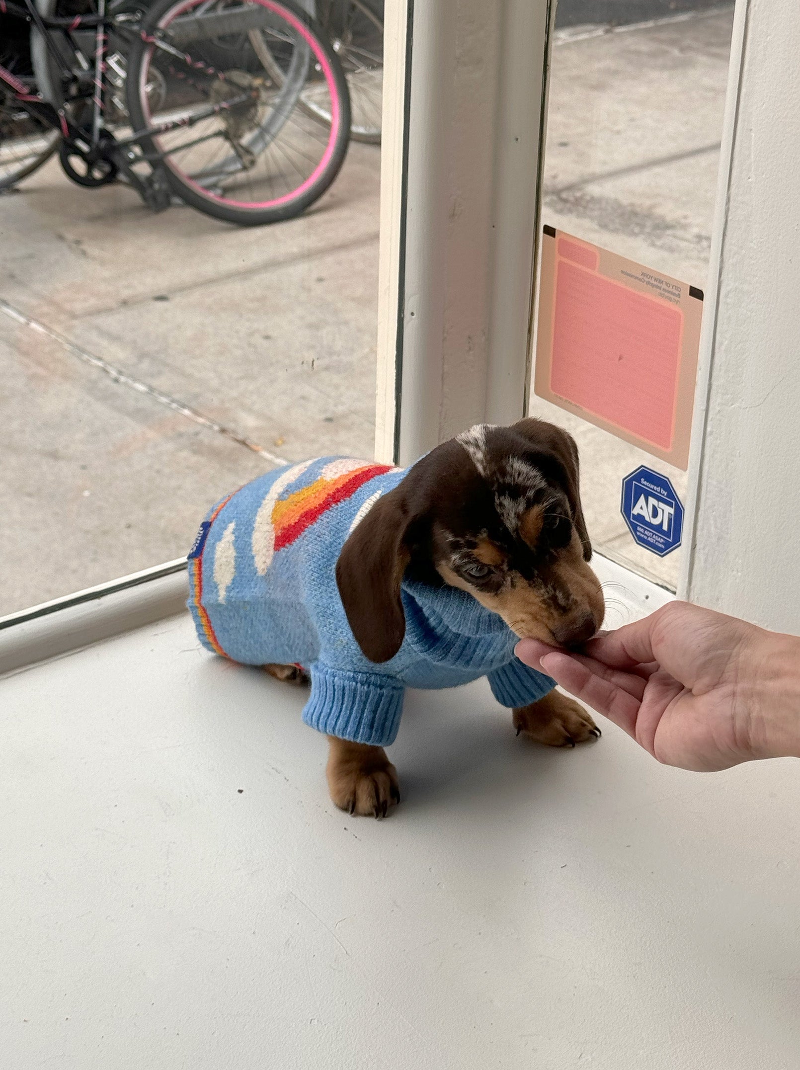 Little Beast Dog Sweater Silver Linings 2 Sweater