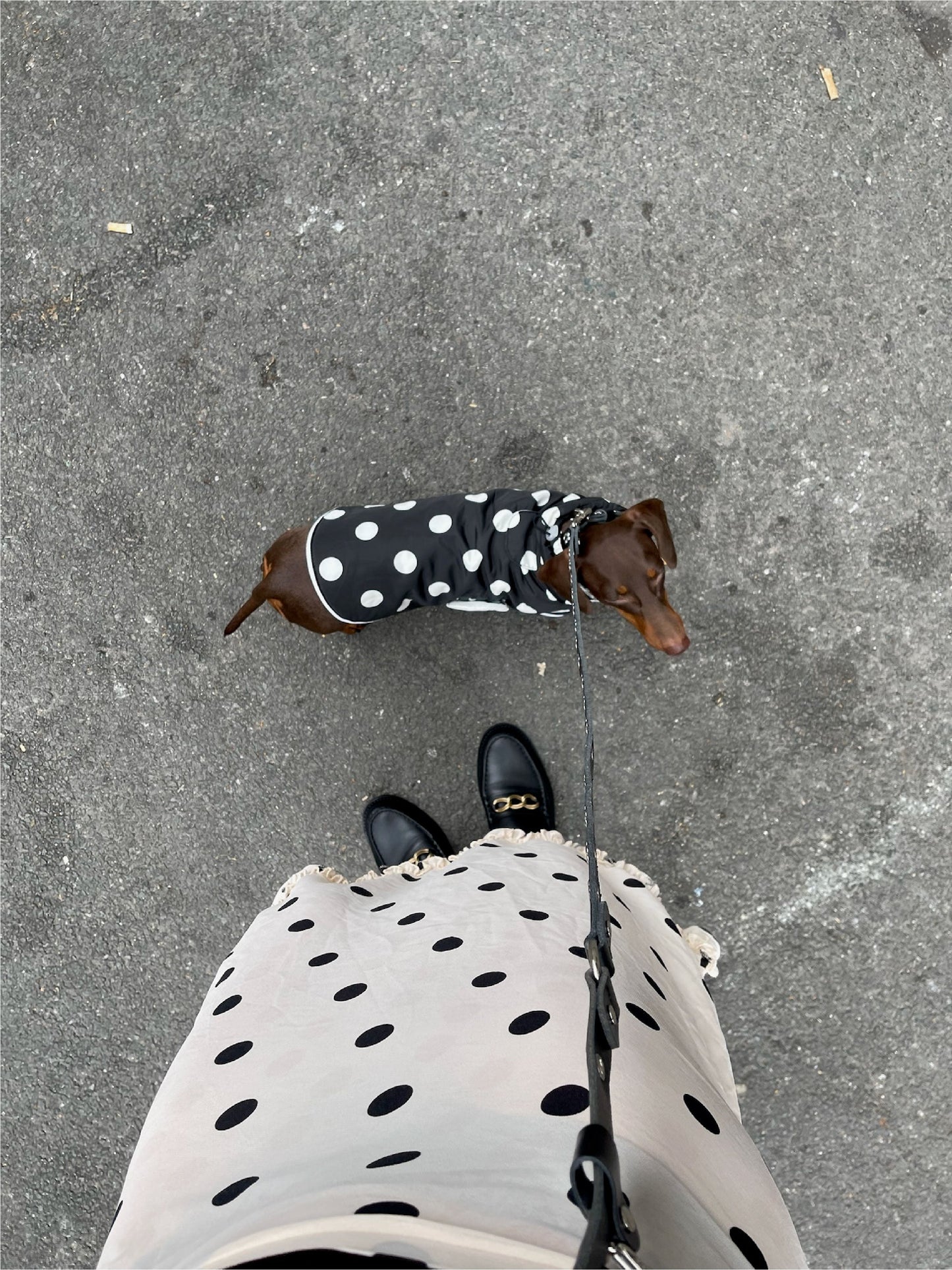 Little Beast Dog Raincoat The Betty Raincoat