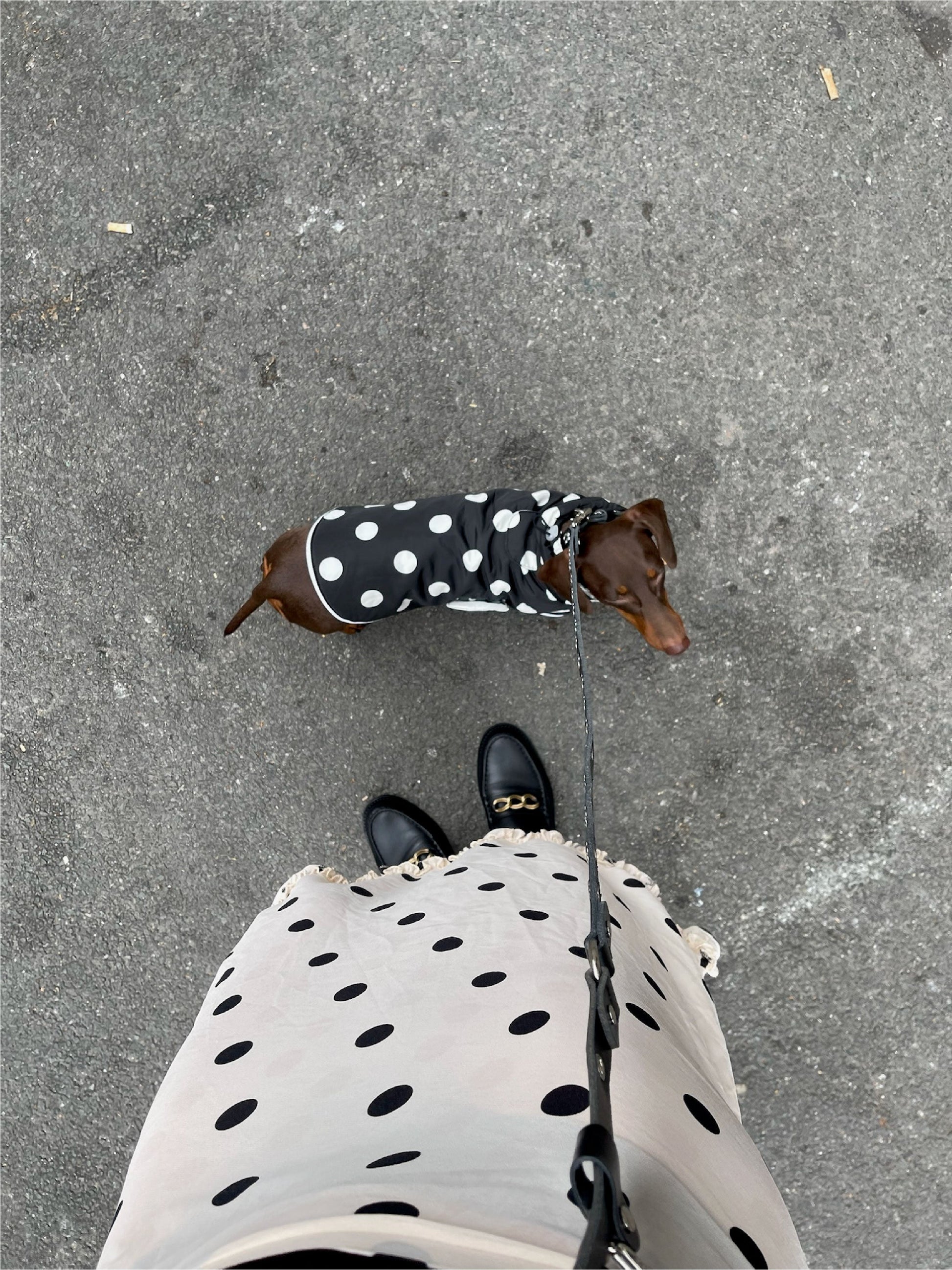 Little Beast Dog Raincoat The Betty Raincoat