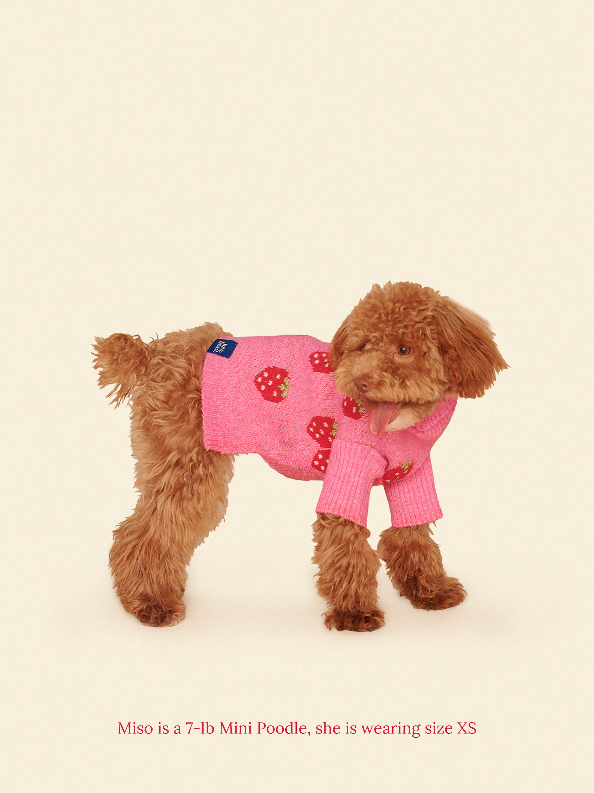 Little Beast Dog Sweater The Strawberry Sweater 🍓