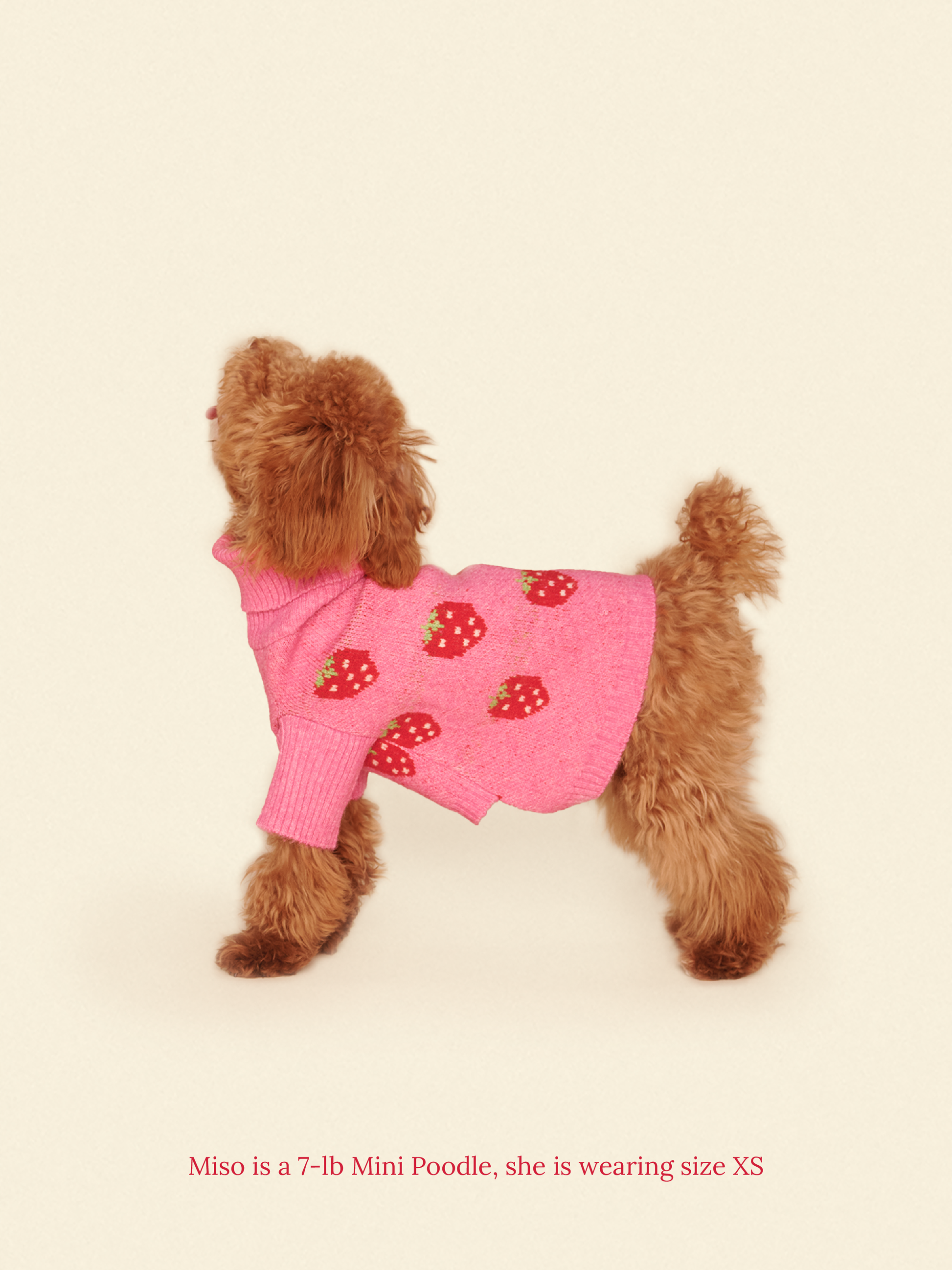 Little Beast Dog Sweater The Strawberry Sweater 🍓