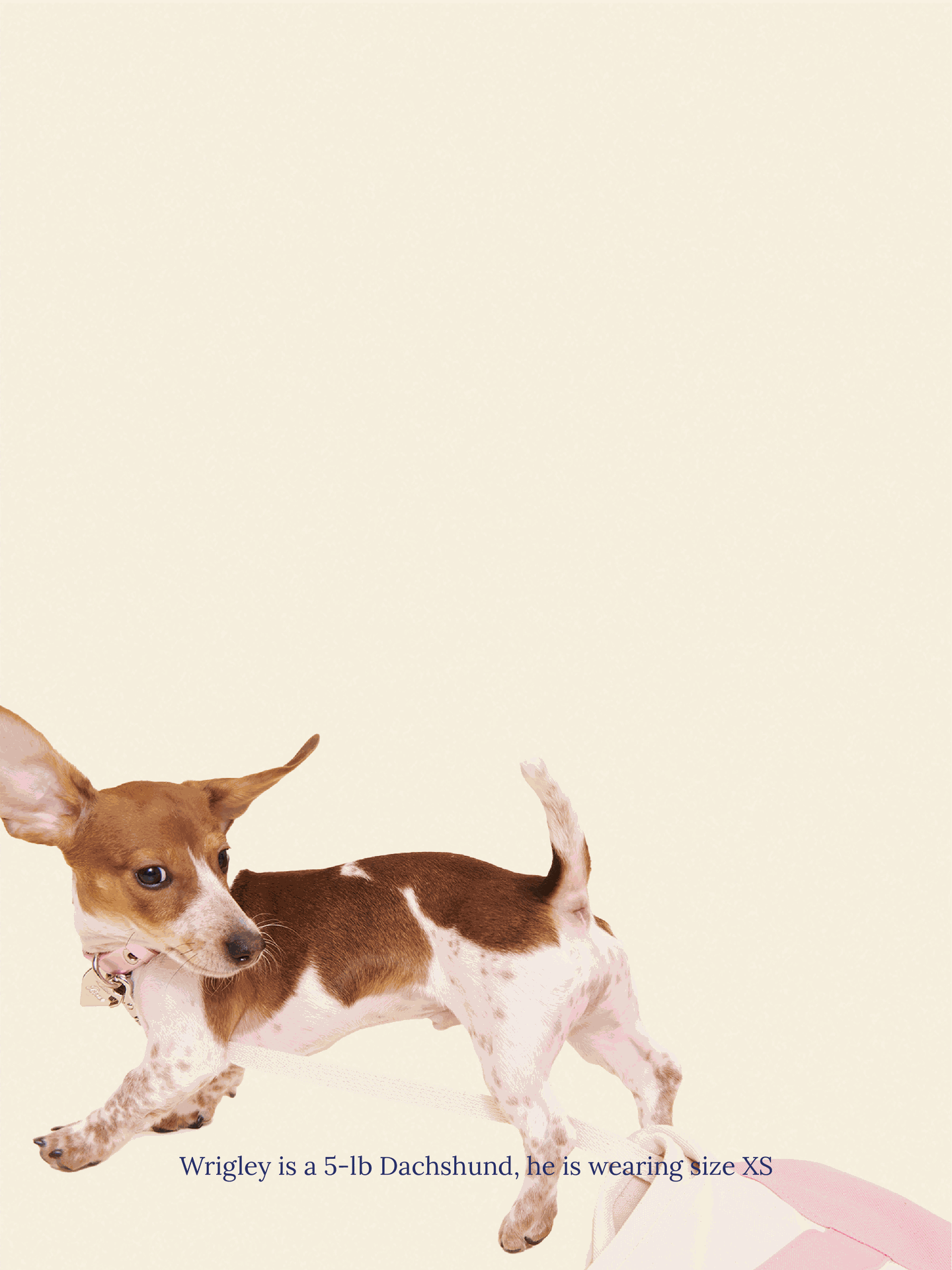 Little Beast Dog Collar You Mean The World To Me Collar - Pink