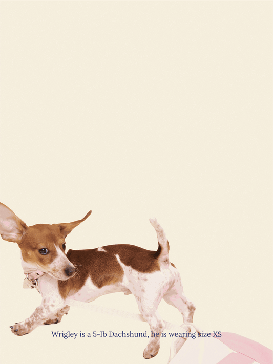 Little Beast Dog Collar You Mean The World To Me Collar - Pink