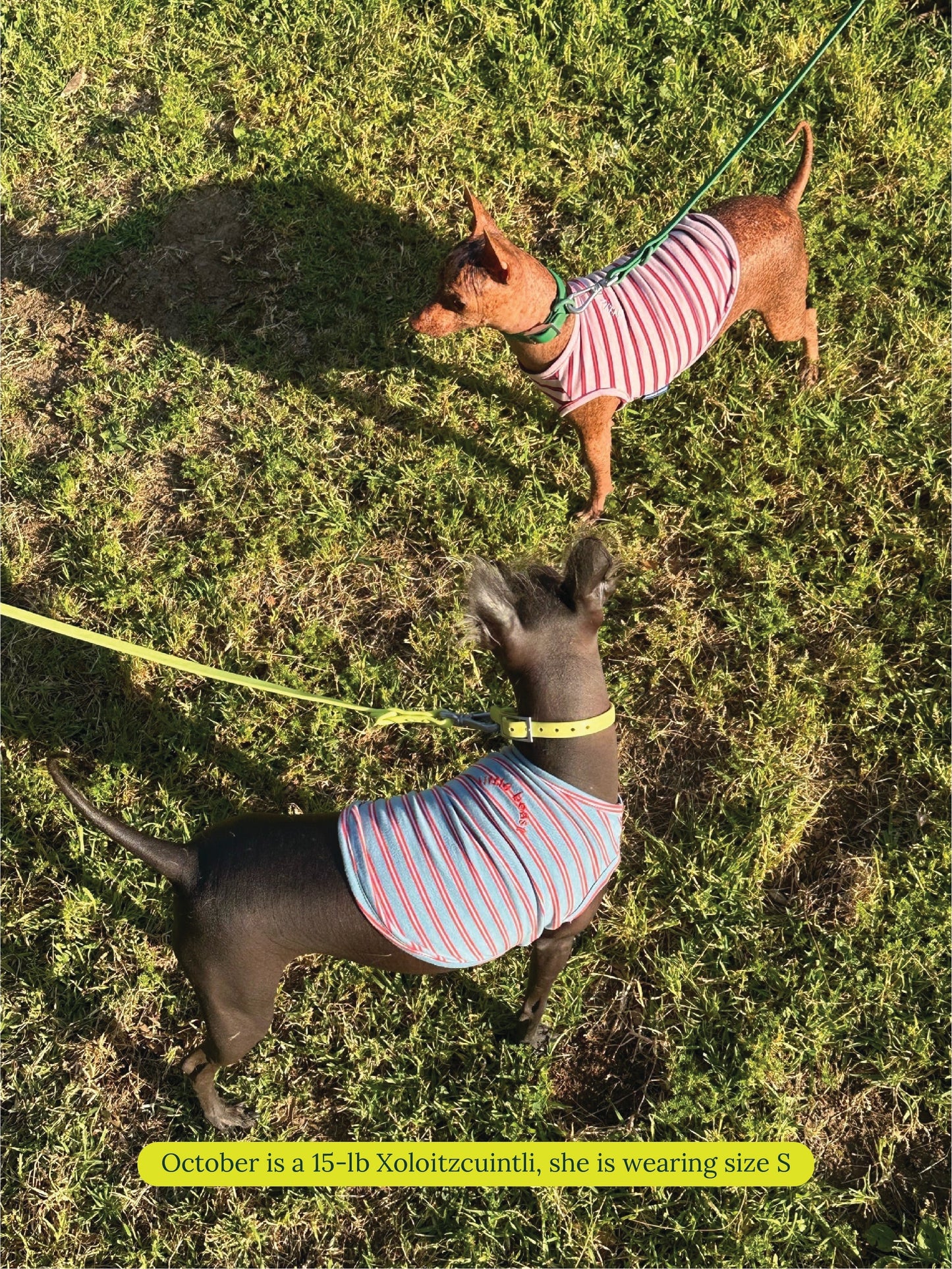 littlebeastus Dog Tank Top Gone Hiking Tank Top