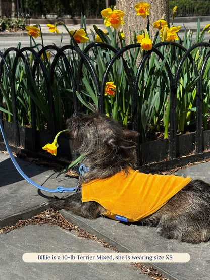 littlebeastus Dog Tank Top Hot Girl Summer Tank Top - Orange