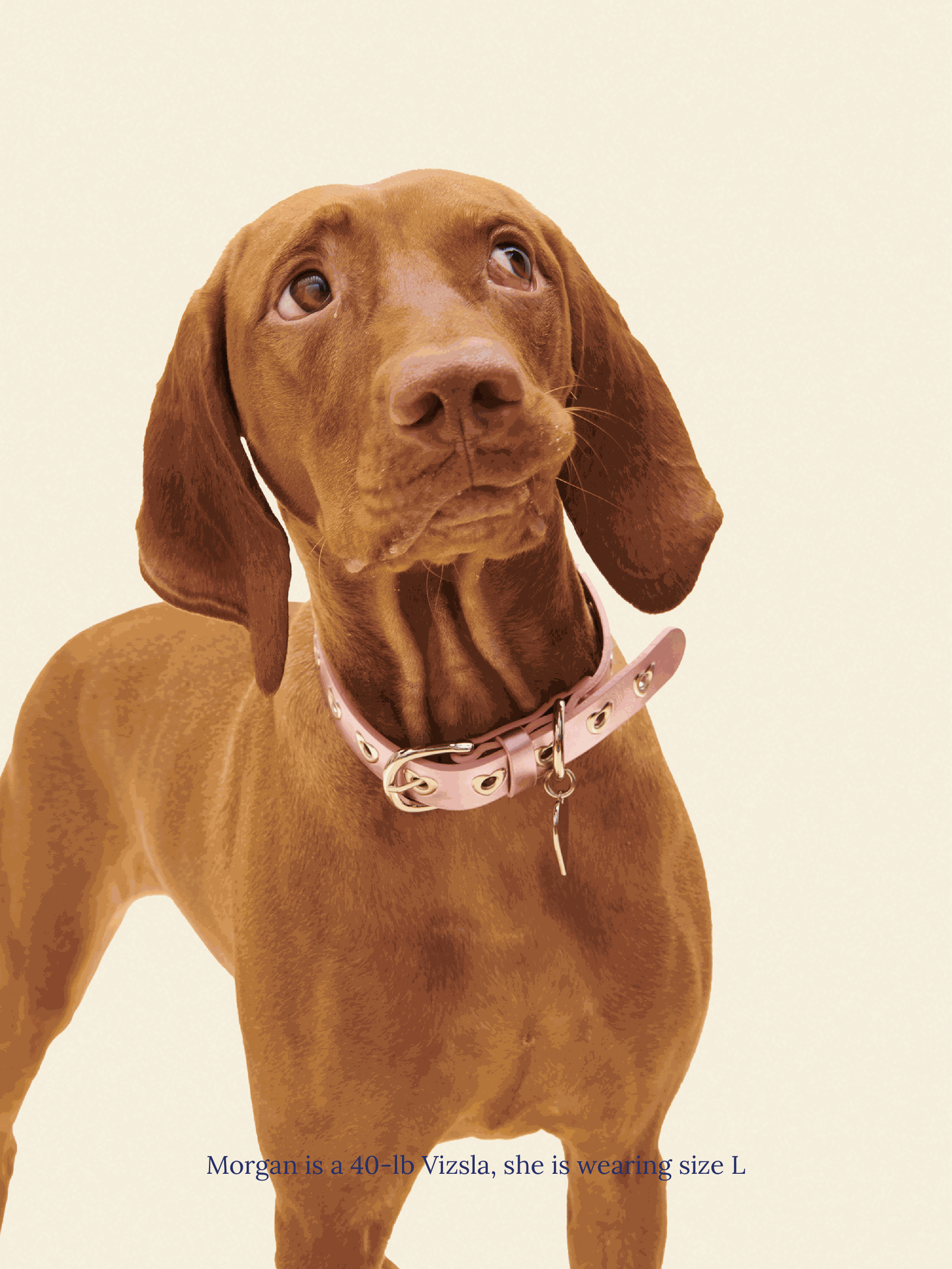 SJ Factory Dog Collar You Mean The World To Me Collar - Pink