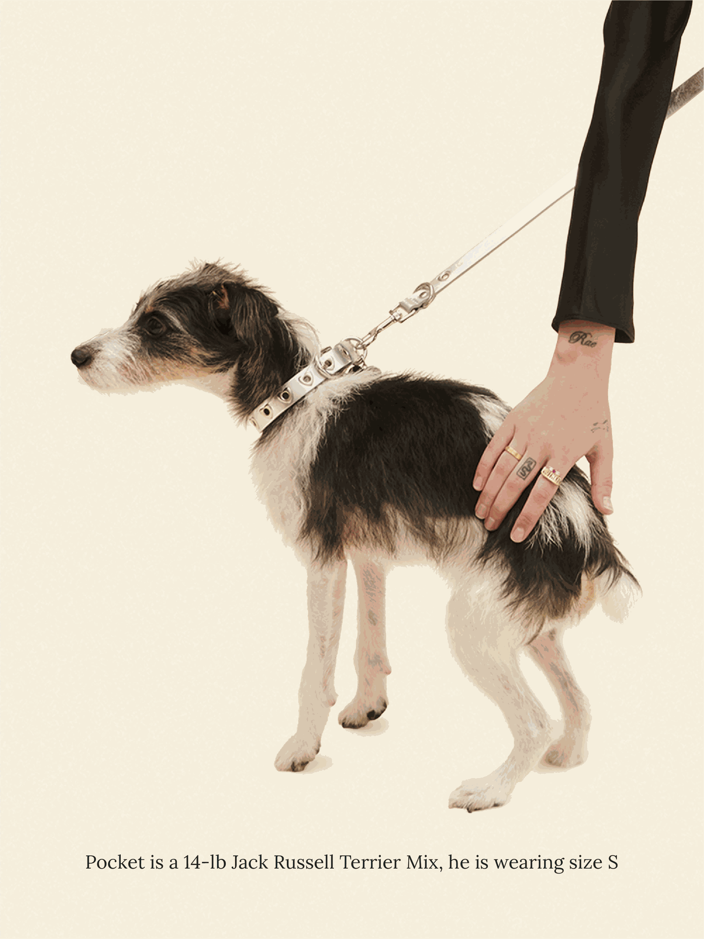 SJ Factory Dog Collar You Mean The World To Me Collar - Silver